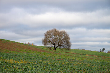 Fototapeta na wymiar tree in field