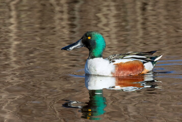 Northern shoveler (Spatula clypeata) drake in a lake, Galveston, Texas, USA.
