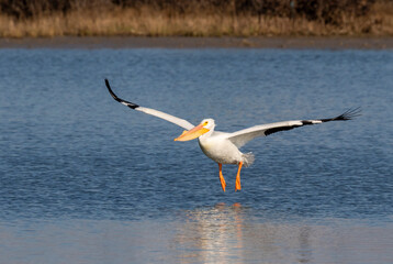 American white pelican (Pelecanus erythrorhynchos) flying over tidal marsh, Galveston, Texas, USA