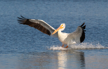 American white pelican (Pelecanus erythrorhynchos) landing in tidal marsh, breaking with wings and legs, Galveston, Texas, USA