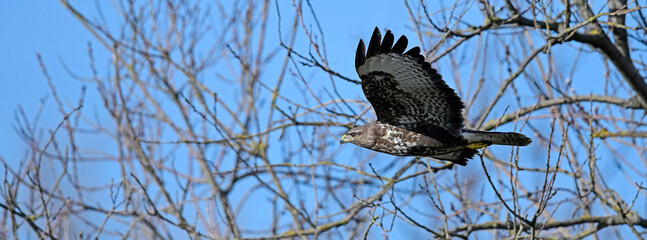 fliegender Mäusebussard (Buteo buteo) // flying Common Buzzard (Buteo buteo)