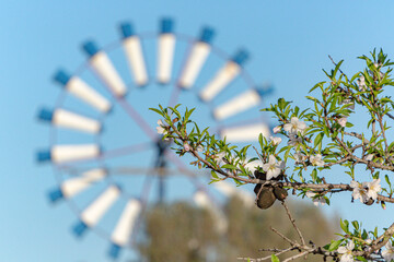 Mallorca Landmark Windmill and almond blossom