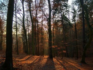 Deep forest in Europe with river and lake
