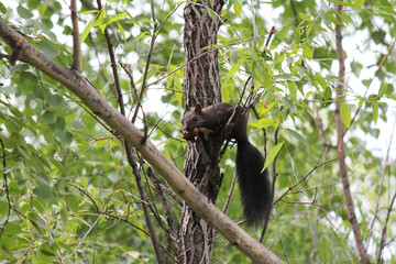 squirrel eating on a tree 