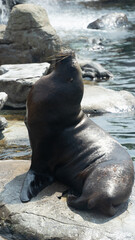 Fototapeta premium Seal