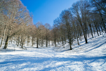 The forest of Mount Livata with snow