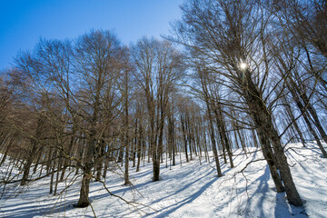 The forest of Mount Livata with snow