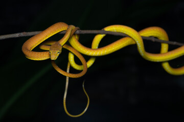 snake on a black background