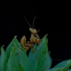 beetle on a leaf