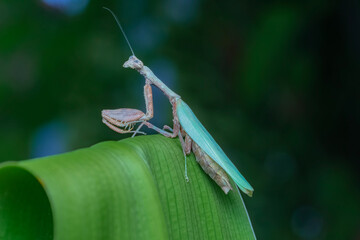 grasshopper on a leaf