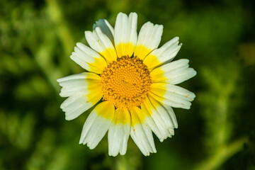 yellow white Flowers Mallorca