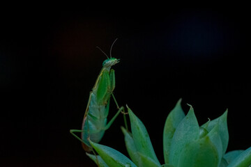 green praying mantis