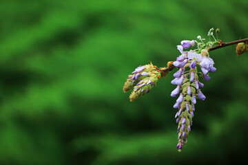 Wisteria flowers in the park, North China