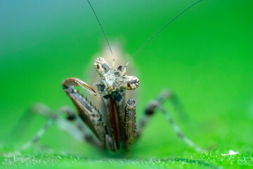 spider on a leaf
