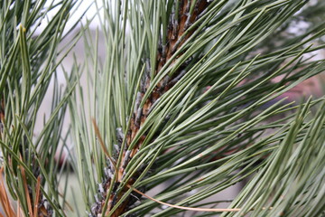 Naklejka na ściany i meble Closeup of pine tree needles