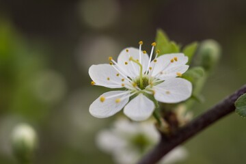 apple flower
