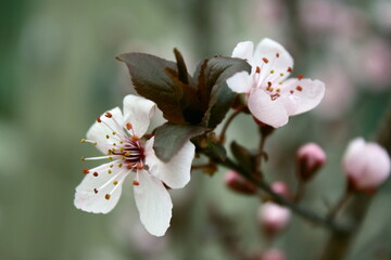 Closeup of colorful flowers on a cherry plum tree