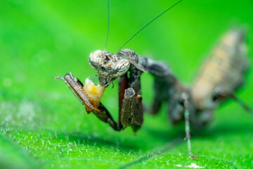 spider on a leaf