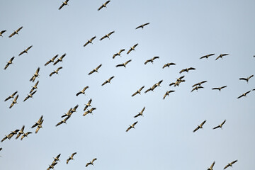 ziehende Kraniche (Grus grus) // migrating Common cranes © bennytrapp