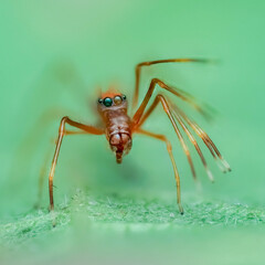 spider on a leaf