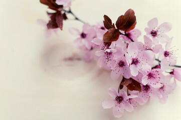 Pink Cherry blossom arrangement. Floral background, design element