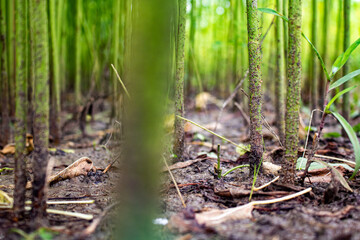 Arrange jute in the field of green jute. Row upon row of jute. Images are in high-resolution backgrounds.