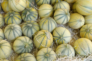 Melons, Place Richelme Food Market, Aix-en-Provence, Provence-Alpes-Côte d'Azur, France