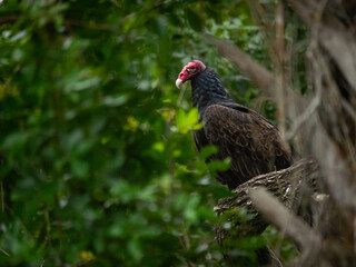 Turkey vulture on top of a tree
