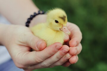 baby duck in hand