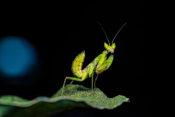 praying mantis