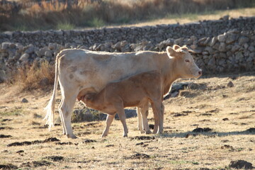 cows in the field