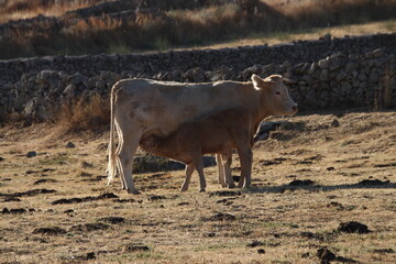 cow in the mountains