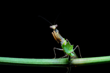 green praying mantis