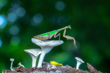 grasshopper on the ground
