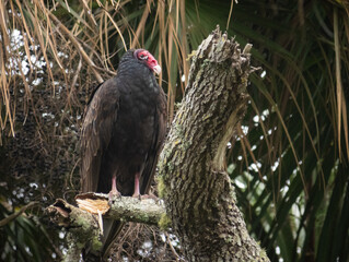 Turkey vulture on top of a tree