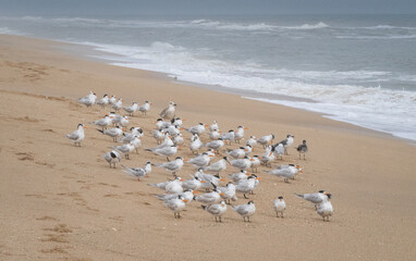 Elegant Terns with different birds on beach