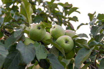 apples on tree