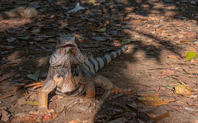 iguana