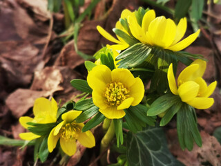 Frühlingsboten - Winterlinge verkünden das Frühjahr, Frühlingsbeginn mit Frühblühern in der Natur, (Eranthis hyemalis)
