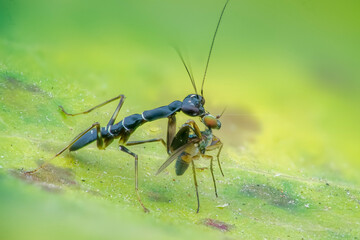 ant on a leaf