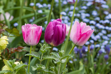 pink und lila Tulpen im Frühlingsgarten Makro
