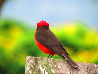 red bird