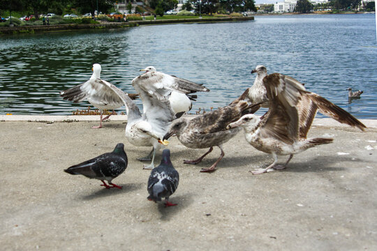 Seagulls fighting for bread in a park by the Lake Merritt, San Francisco, California,United States of America aka USA