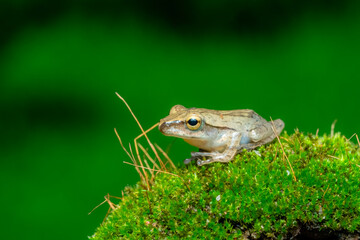 frog on the grass