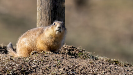 tier, nager, prairie, säugetier, hund, wild lebende tiere, natur, wild, hübsch, präriehund