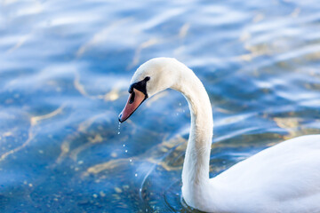 White swan floating in the water. Head close up