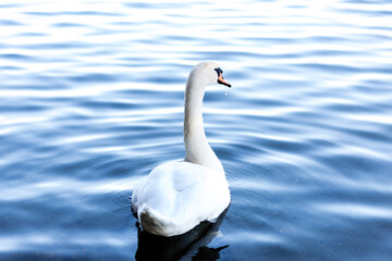 White swan floating in the water