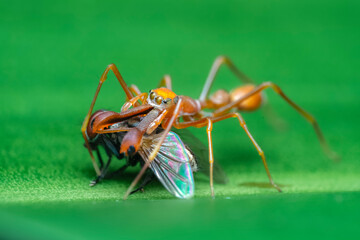 ant on a leaf