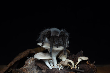 mushrooms on black