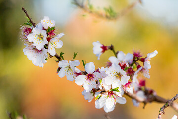 Almond Flowers blossom in Mallorca